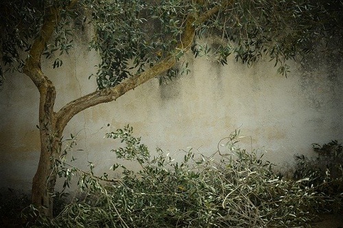 Tree Service Pro Greensboro Image